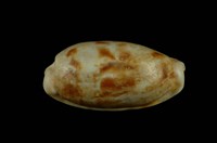 藏品(黑痣寶螺)的圖片